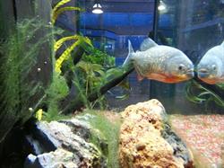 Pirana Aquarium Di Sgherri Alessandra