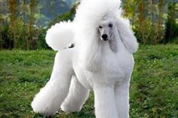 Poodle Pet Salon Di Argiro' Antonio