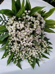 Natura Viva Grillo
