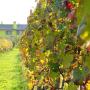 Azienda Agricola La Fuea