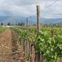 Azienda Agricola La Fuea