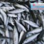 Pesce Azzurro