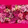 Rose Blumen