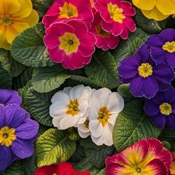 Garden Primula