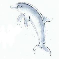 Il Delfino Attrezzature Subacquee Nautiche