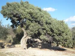 Agriturismo Il Vecchio Ginepro