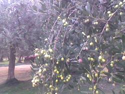 Azienda Agricola Caravaggio Nicola Tommaso