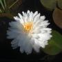 white 1000 petal
