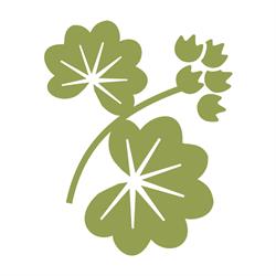 Erboristeria Alchemilla