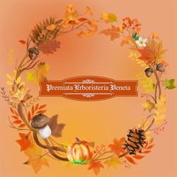 Premiata Erboristeria Veneta