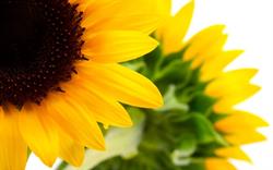 Bottega Biologica i Tre Girasoli