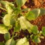 Verdure organiche Ortoclick