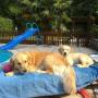 La piscina per cani