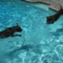 Piscina per cani e proprietari