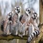 Madagascar-Lemuri - Antichi Splendori
