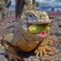 Iguana-Galapagos - Antichi Splendori