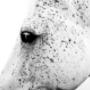 Cavallo