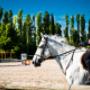 Lezione di Equitazione
