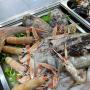pesce fresco
