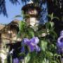 Villa Crocioni - scorcio con iris