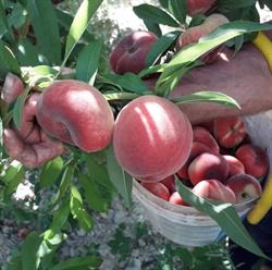 RoyalFruit srl