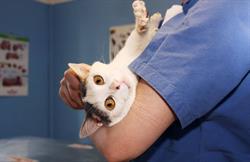 Ambulatorio veterinario Magenta