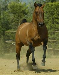 Hisbaret Ranch