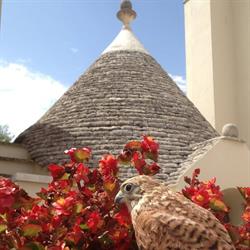 B&B Trullo delle Rondini