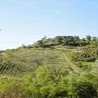 Colline