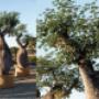 Produzione di Piante Ornamentali
