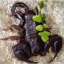 Scorpione