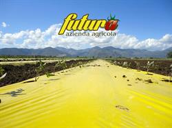 Azienda Agricola Futura SRL
