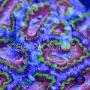 coral1
