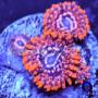 coral2