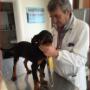 Veterinario