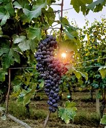 Accessories for Vineyards - Accessori per vigneti e frutteti - Asti