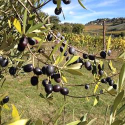 Fagiolari Bed & Breakfast