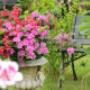 Fiori Freschi