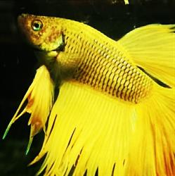 Compagnia dei tropici acquari