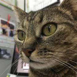 Ambulatorio Veterinario Sempione