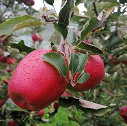 Punto Vendita Azienda Agricola Bambini Sandro