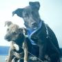 Ars Veterinaria
