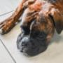 Ars Veterinaria