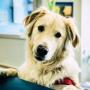Ars Veterinaria
