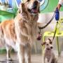 Ars Veterinaria