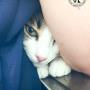 Ars Veterinaria