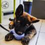 Ars Veterinaria