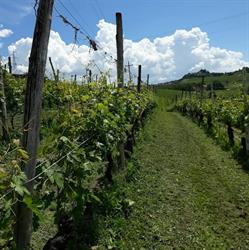 Azienda Agricola Cascina del Pozzo