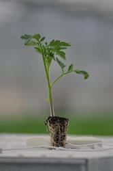Agriviva s.r.l