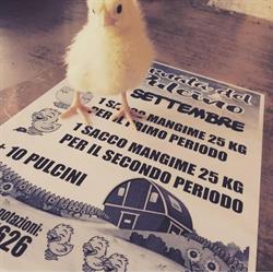 Agrizoo di Pauletto Matteo & Csas